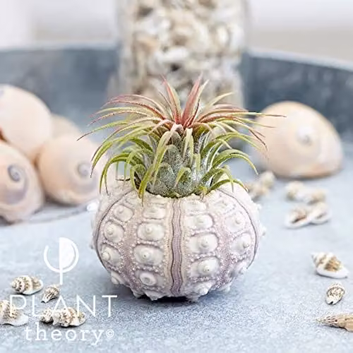 Plant Theory Sputnik Tillandsia Air Plant for Indoor Growing, 5 cm