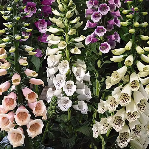 Thompson and Morgan Digitalis Dalmatian Mix Foxglove Hardy Perennial Garden Plants, 3 x 9cm Pots – 3