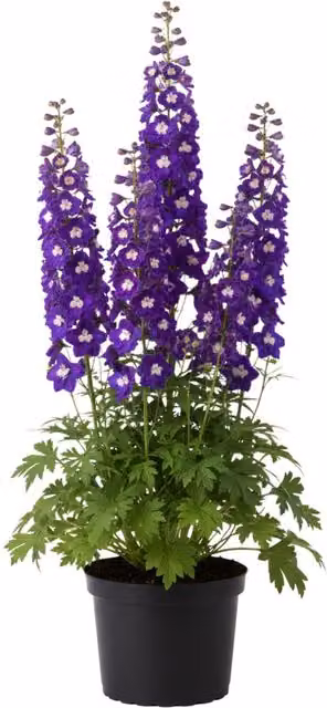 Plants by Post Delphinium King Arthur Purple and White Perennial Bee Flowers, Pack of 6