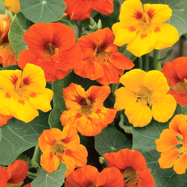 Unwins Tall Mixed Nasturtium Flower Seeds, Multicolour