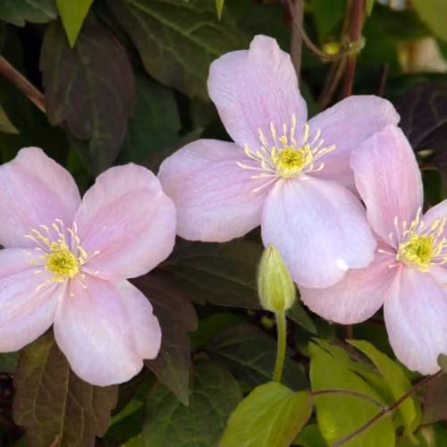 Thompson & Morgan Clematis Montana Mayleen Scented Climber with Pink Blooms and Bronze Foliage, 3 Litre Pot – 3