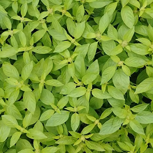 Thompson and Morgan Basil Lemonade Ocimum basillicum Herb Seeds, 125 Seeds per Packet