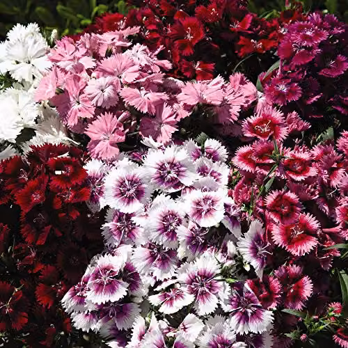 Thompson and Morgan Dianthus IQ Hardy Perennial Flowering Garden Plants, 12 x Multicolour Plants – 3