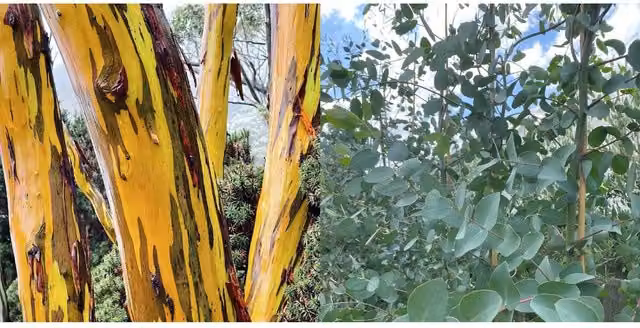 Direct Plants Eucalyptus Subcrenulata Evergreen Tree, Green and Blue, 5-6ft in a 5 Litre Pot