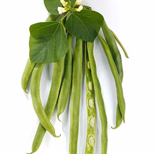 Thompson and Morgan White Lady Runner Bean Seeds, 30 Seeds per Packet – 2