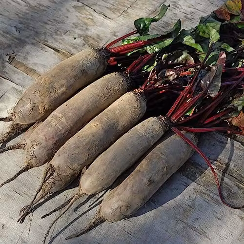 Thompson and Morgan Beetroot Alto F1 Hybrid Red Vegetable Seeds, 250 Seeds – 3