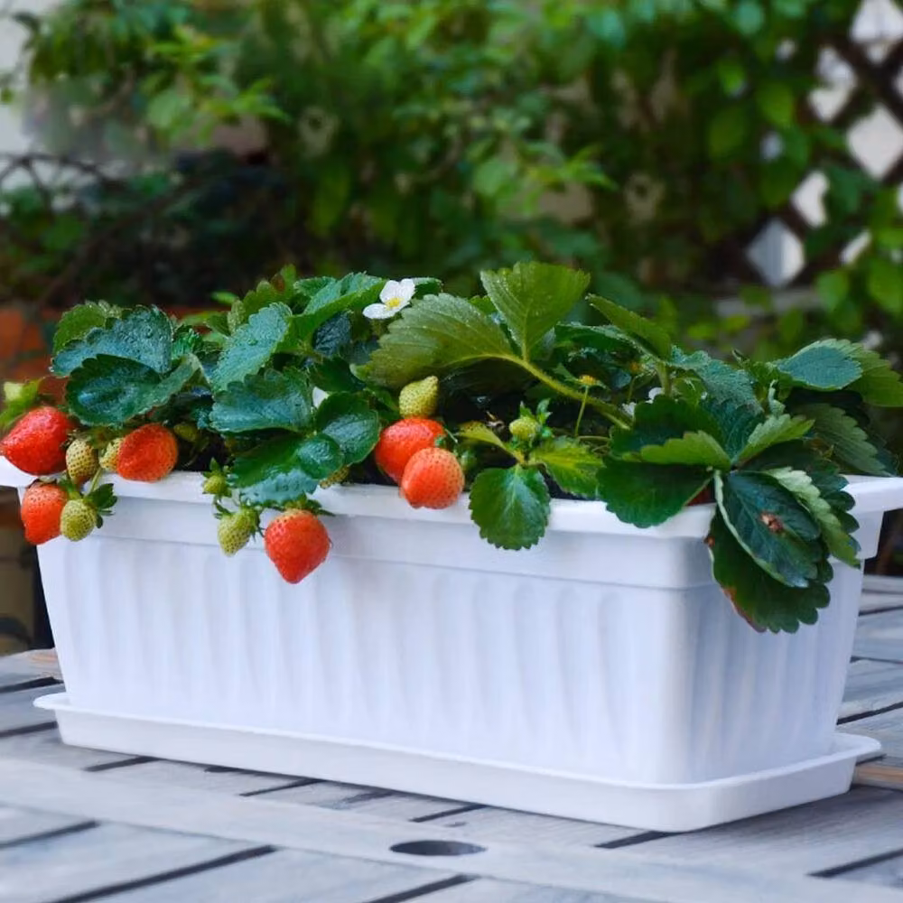 NESTLUNE 5-Piece Set of White Plastic Long Plant Pots, W/D/H: 50 x 21 x 17 cm – 2