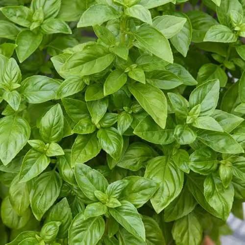Thompson & Morgan Basil Everleaf Emerald Towers Seeds, 15 Seeds per Packet – 2