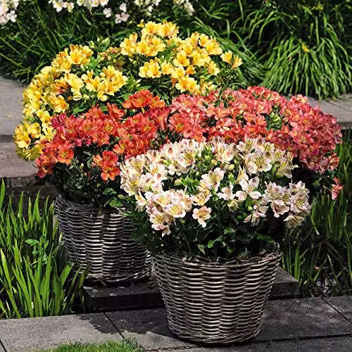 Thompson and Morgan Alstroemeria Valley Collection Peruvian Hardy Perennial, 3 Jumbo Plugs in Orange, Yellow and Multicolour – 1