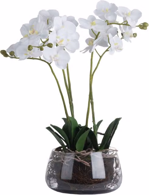 KDMK White Potted Orchid in a Round Glass Pot