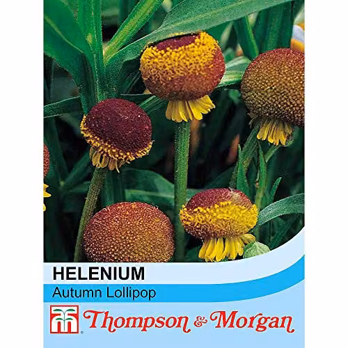 Thompson and Morgan Helenium puberulum Autumn Lollipop Yellow Hardy Perennial Flower Seeds (80 Seeds) – 2