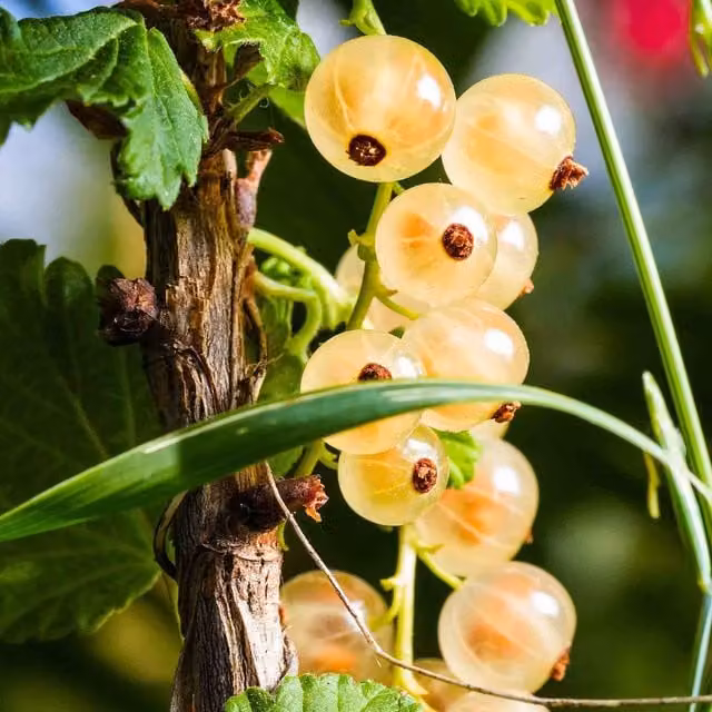 Marshalls Garden Whitecurrant Blanka Bare-Root Perennial Fruit Berry Bush