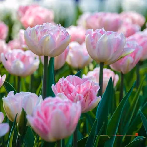 YouGarden Double Pink Tulip Bulbs, 40 Bulbs, Size 10/11 – 2