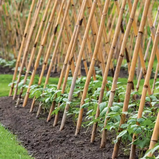 Grow It Brown Bamboo Plant Support Stakes, 20 Pack, Height: 120 cm