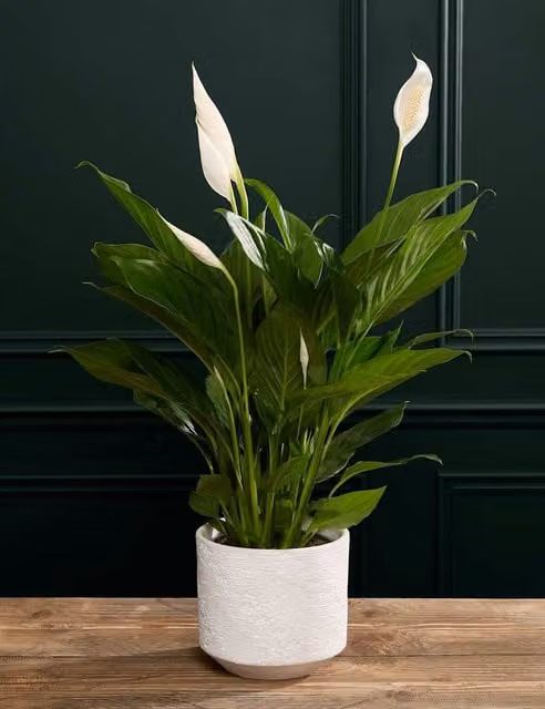 M&S Flower Market Peace Lily in a White and Green Ceramic Pot