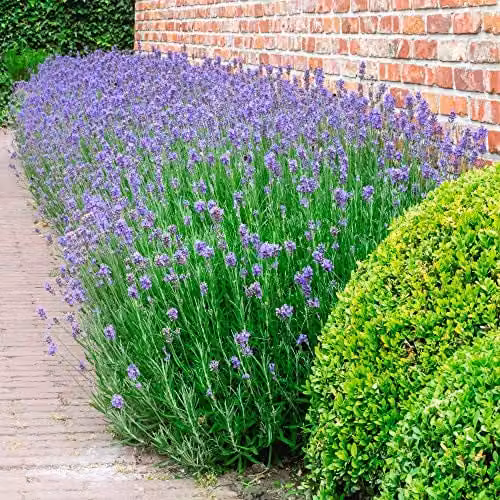 Thompson and Morgan Lavandula Munstead Lavender Hardy Ornamental Shrub, 9 Jumbo Plug Plants, Purple and Silver – 2