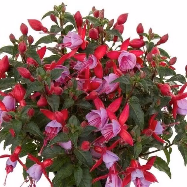 Plants By Post Fuchsia Bella Nikita Pink Ornamental Shrub, 3 x 9cm Pots