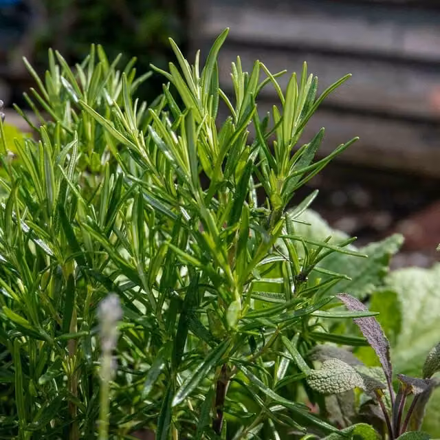Marshalls Upright Rosemary Perennial Plant, Green and Purple Ornamental Herb