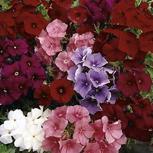 Thompson and Morgan Phlox drummondii Dwarf Beauty Mixed Annual Flower Seeds, Red, Pink, Lilac and White, 150 Seeds – 1