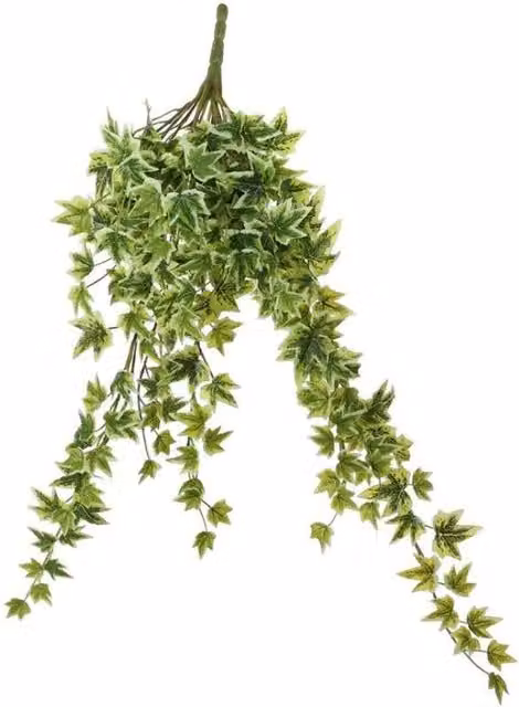 KDMD Green Variegated Ivy Hanging Plant, 64 cm
