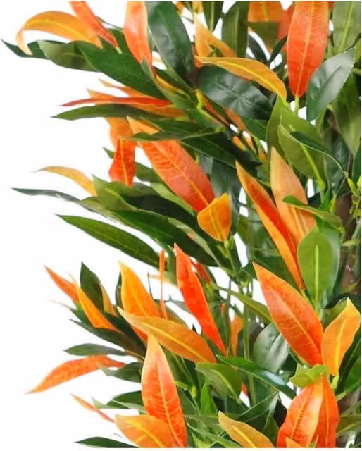 Dyzi 130 cm Multicolour Red and Green Ficus Tree in a Black Plastic Pot