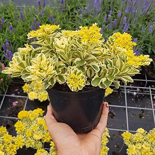 Thompson & Morgan Sedum Takesimense Atlantis Hardy Perennial with Yellow Blooms, 9cm Potted Plants – 4