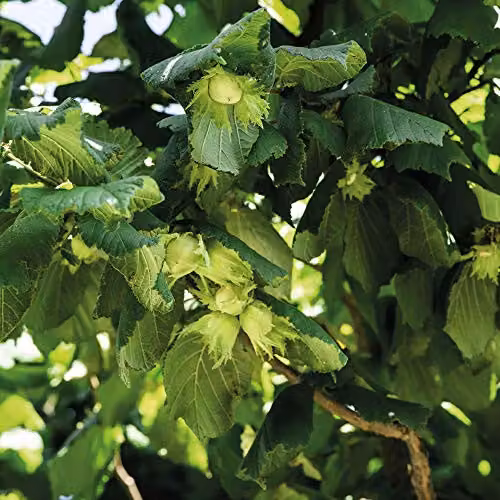 Thompson & Morgan Hardy Perennial Corkscrew Hazel Contorta Ornamental Deciduous Flowering Shrub, 4 Litre Pot