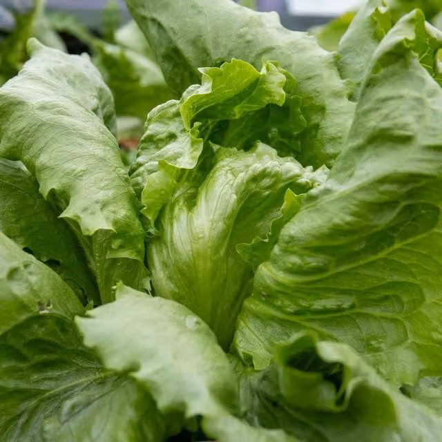 Marshalls Garden Iceberg Lettuce, Green, Annual Variety