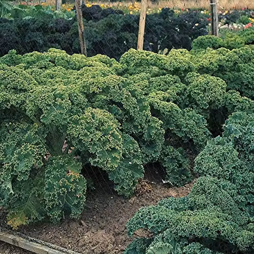 Thompson and Morgan Dwarf Green Curled Kale Seeds, 400 Seeds