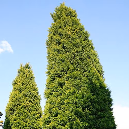 Thompson and Morgan Leyland Cypress Castlewellan and Cuprocyparis Cupressus leylandii Galway Gold Fast-Growing Evergreen Hardy Conifer Trees for Garden Screening, 4-Litre Potted Plants