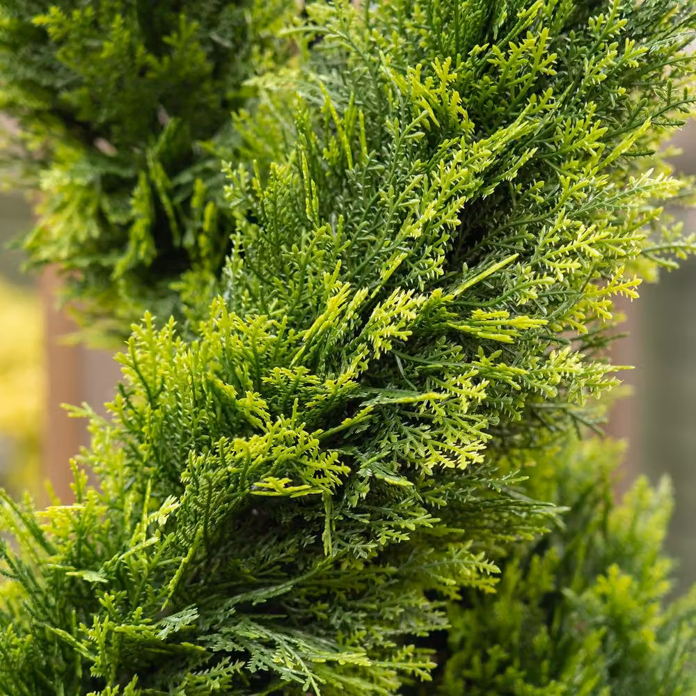 Scottish Everlastings Ltd 122 cm Twisted Cedar Topiary Tree in Green Square Pot – 2