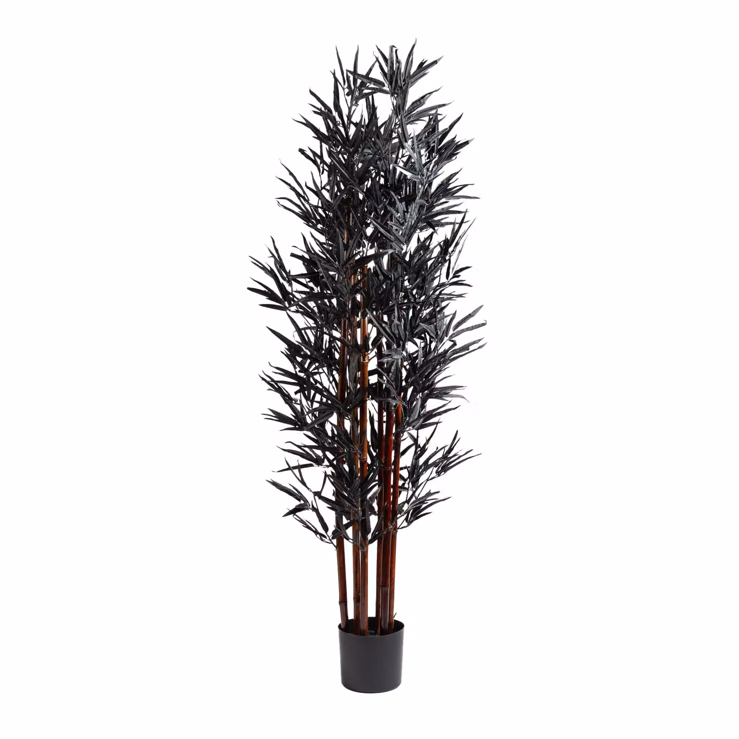Scottish Everlastings Ltd Black Bamboo Tree, Height: 157 cm – 4