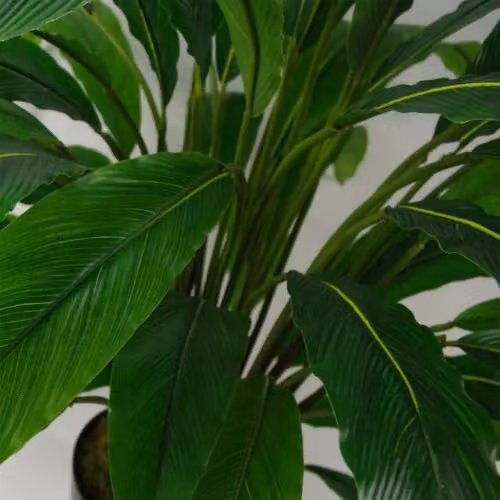 Leaf Design UK Realistic Large Artificial Calathea Foliage Plant in Green, Height: 60 cm – 4