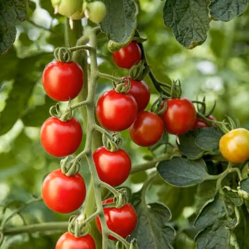 Thompson & Morgan Tomato Consuelo F1 Crimson Cherry Seeds, Blight-Resistant Early Cropping Variety – 4