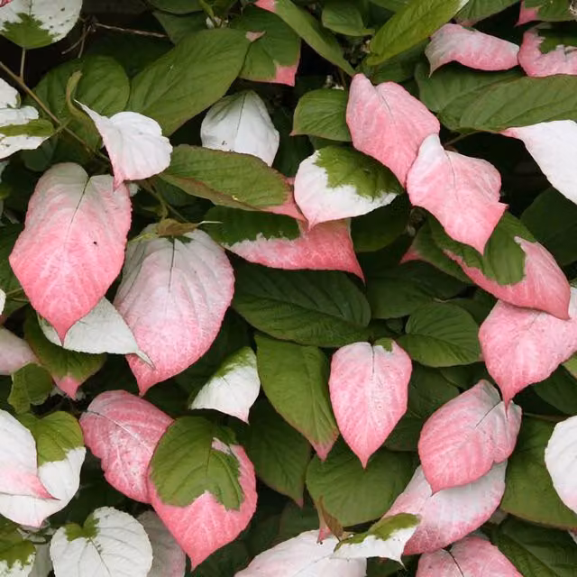 Plant Theory Actinidia Kolomikta Michurin Arctic Kiwi Vine Climbing Plant, Multicolour Potted Plant