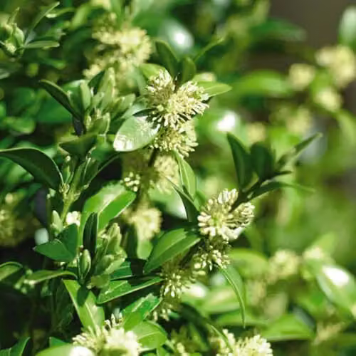 Thompson & Morgan Buxus Sempervirens Evergreen Hedge Plants, 5 x 9cm Pots