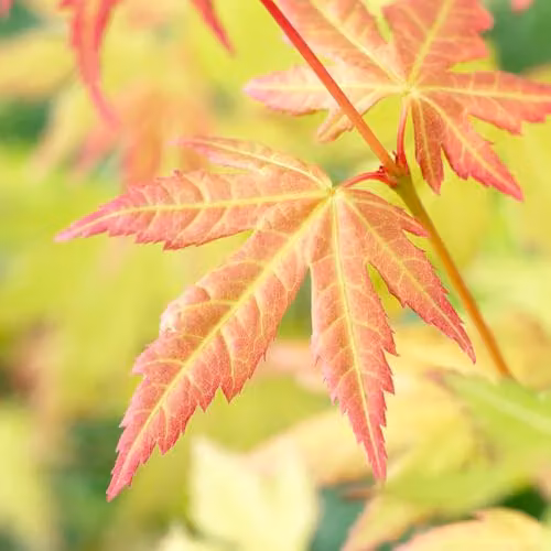 You Garden Japanese Maple Acer palmatum Orange Dream Ornamental Tree, 3L Pot – 4
