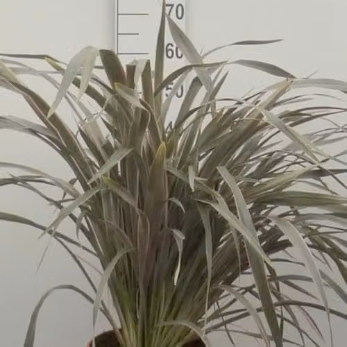 Thompson & Morgan Phormium Pink Stripe Hardy Evergreen Perennial New Zealand Flax, 3 x 9cm Pots