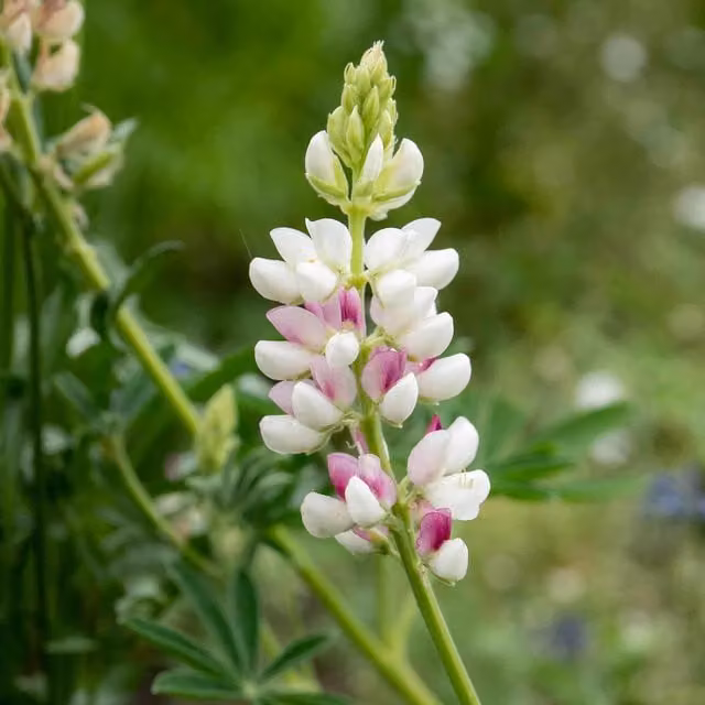 Unwins Pink Fairy Lupin Flower Seeds, Pink