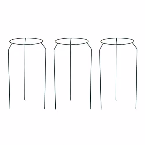 Samuel Alexander Pack of 3 Green Metal Herbaceous Garden Plant Support Rings, Small – 2