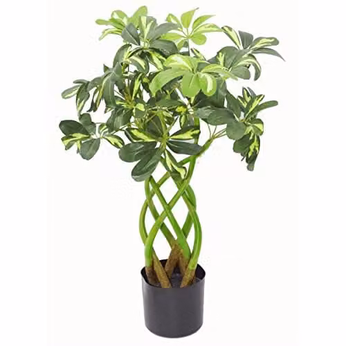 Leaf Green Artificial Arboricola Bonsai Tree with Twisted Stem, Height: 70 cm