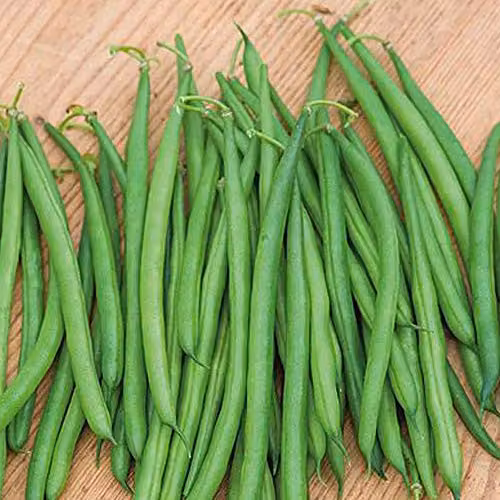 Thompson & Morgan Dwarf Caledonia French Bean Seeds, 100 Seeds – 1