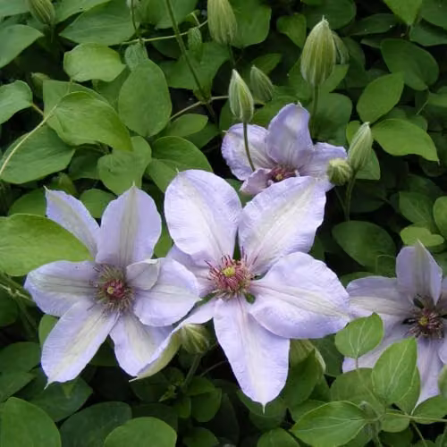 Thompson & Morgan Clematis Bernadine Compact Lilac Blue Flowering Climber in 10.5cm Pots – 2