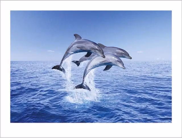 Pyramid International Dolphin Trio Blue Paper Poster