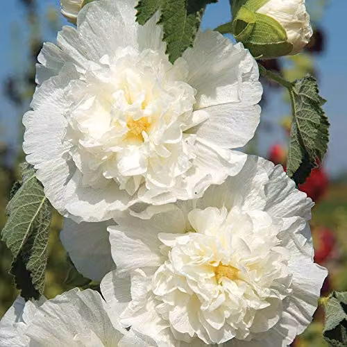 Thompson and Morgan Hollyhock Chater's Double Icicle White Flower Seeds, 100 Seeds