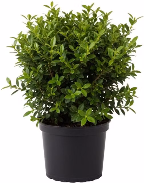 Plants by Post Green Euonymus Hedging Shrub