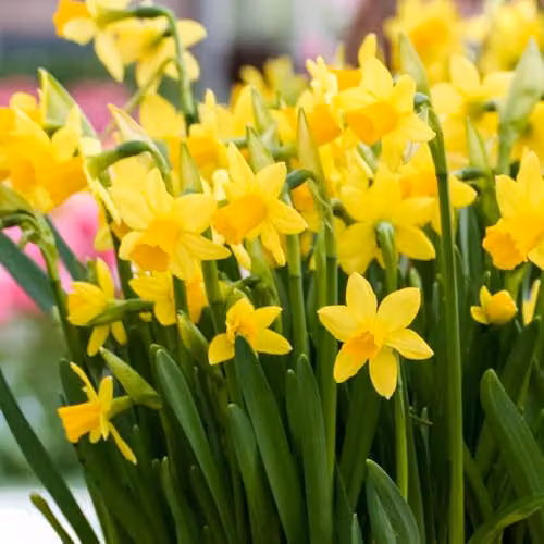 YouGarden Narcissus Tete a Tete Daffodil Bulbs, 200 Bulbs, Yellow – 3