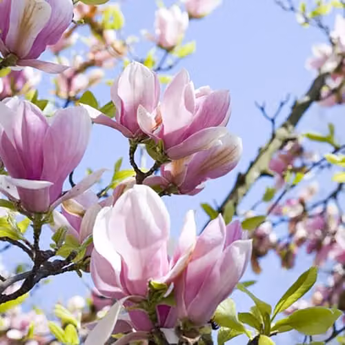 YouGarden Magnolia Soulangiana Ornamental Shrub in 9cm Pot, Pink and White Flowers – 1
