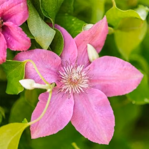 Thompson and Morgan Clematis Pink Fantasy Large Flowered Climber, Pale Pink, 7cm Pot