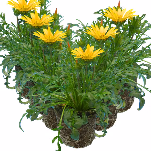 The Rose Press Garden Gazania Yellow Bedding Plant, Pack of 6